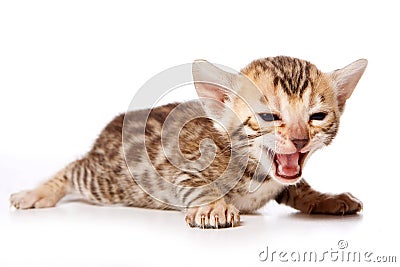 Bengal Cat kitten meows Stock Photo