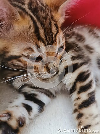 Bengal cat kitten sitting on a sofa Stock Photo