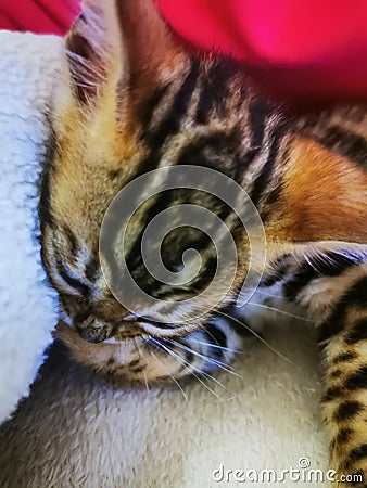 Bengal cat kitten sitting on a sofa Stock Photo