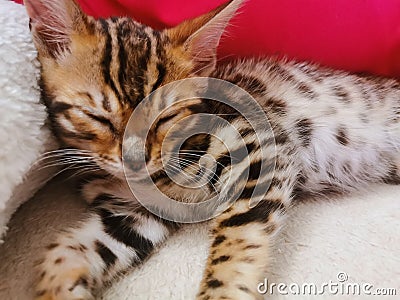 Bengal cat kitten sitting on a sofa Stock Photo