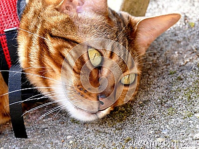 Bengal cat on leash harness outside lying on ground