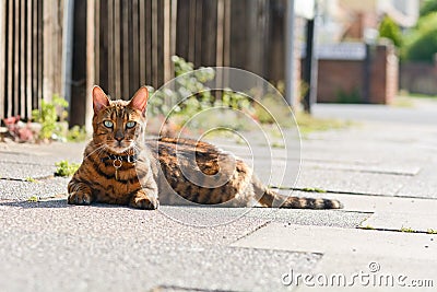 Bengal cat with stunning green eyes