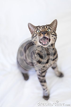 Angry bengal cat Stock Photo