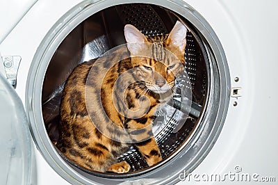 A Bengal cat sits inside a white washing machine Stock Photo