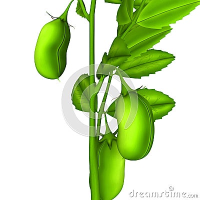 Bengal gram plant Stock Photo