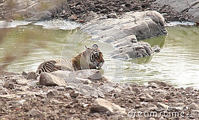 Tiger in Ranthambhore Wild Life sanctuary Park Stock Photo
