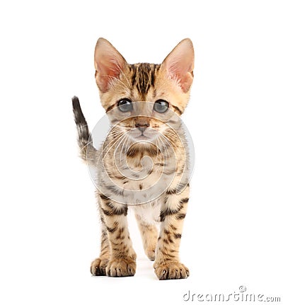 Bengal kitten Stock Photo