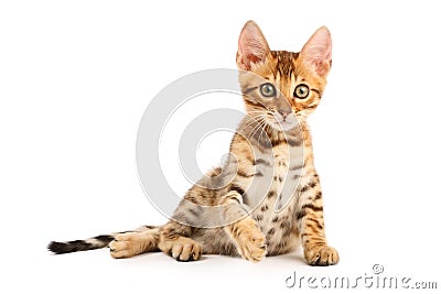 Bengal kitten Stock Photo