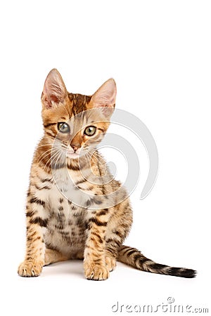 Bengal kitten Stock Photo