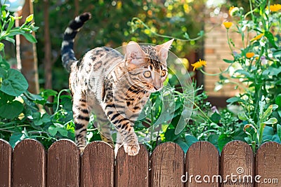 Bengal kitten alone outdoors on a wooden fence Stock Photo