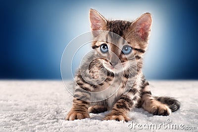 Bengal kitten on blue background Stock Photo