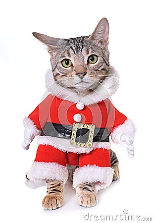 Bengal kitten dressed Stock Photo
