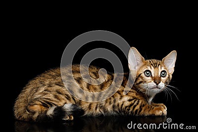 Bengal Kitten on isolated Black Background Stock Photo