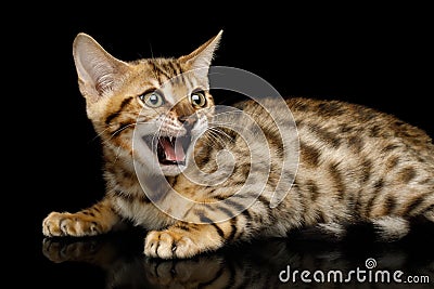 Bengal Kitten on isolated Black Background Stock Photo