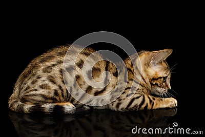 Bengal Kitten on isolated Black Background Stock Photo