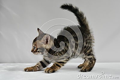 Bengal kitten preparing to jump to play. a small, mischievous striped baby Stock Photo