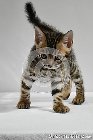 Bengal kitten preparing to jump to play. a small, mischievous striped baby Stock Photo