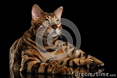 Bengal Male Cat Lying on Black Isolated Background, Looking up Stock Photo