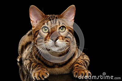 Bengal Male Cat Lying on Black Isolated Background, Looking up Stock Photo
