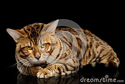 Bengal Male Cat Lying and Looking Frowning in Camera on isolated Black Background Stock Photo