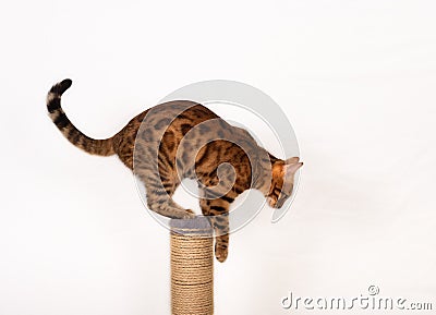 Bengal pet cat jumping from scratching post Stock Photo