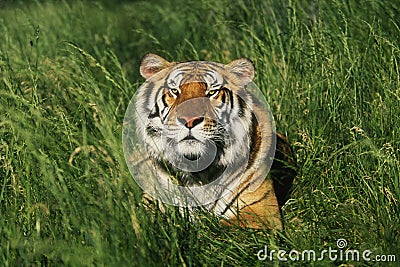 Bengal Tiger Stock Photo