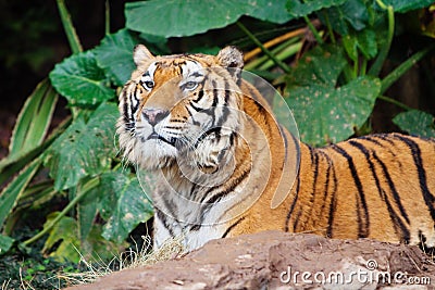 BENGAL TIGER Stock Photo