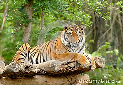 Bengal tiger Stock Photo