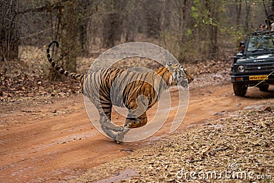 Bengal tiger bounds past jeep on track Editorial Stock Photo