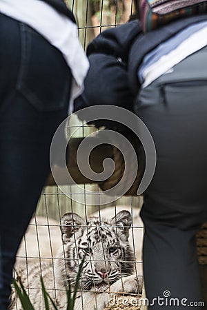 Bengal Tiger in captivity Stock Photo