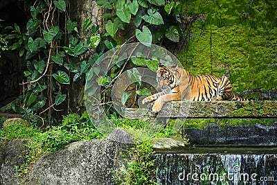Bengal Tiger in forest Stock Photo