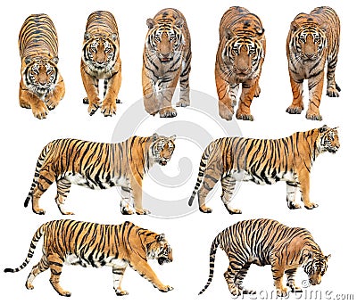 Bengal tiger isolated on white background Stock Photo