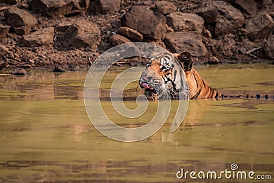 Bengal tiger licks lips in water hole Stock Photo