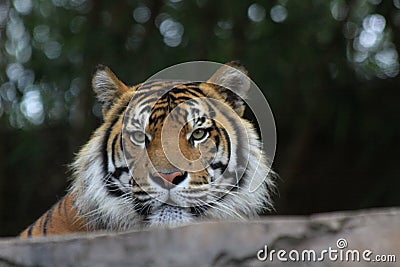 Bengal tiger seen behind a wall in a zoo in Australia Stock Photo
