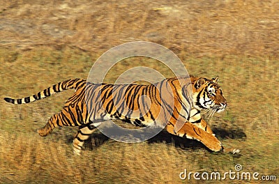 BENGAL TIGER panthera tigris tigris, ADULT RUNNING THROUGH DRY GRASS Stock Photo