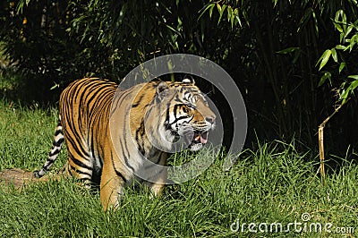 Bengal tiger on the prowl Stock Photo