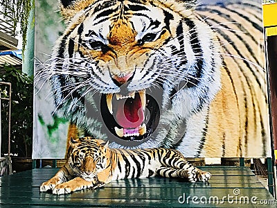 Bengal tiger is relaxing on wooden litter. Stock Photo