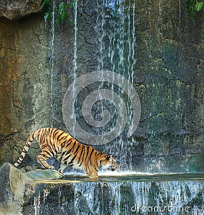 Bengal tiger standing on the rock Stock Photo