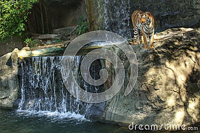 Bengal tiger standing on the rock Stock Photo