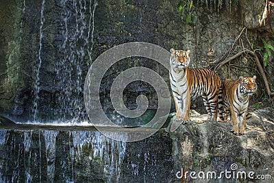 Bengal tiger standing on the rock Stock Photo