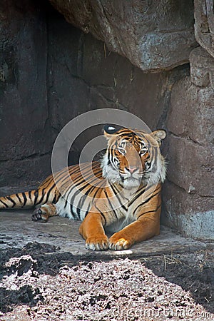 Bengal Tiger Staring at Me Portrait Stock Photo