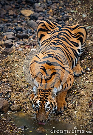 Bengal tiger at Tadoba Andhari Tiger Reserve drinking water Stock Photo