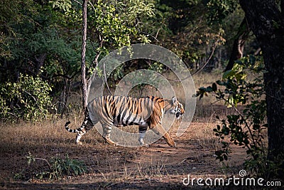 Bengal tiger at Tadoba Andhari Tiger Reserve roaming her territory Stock Photo