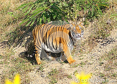 A Bengal Tiger on a Trail Stock Photo