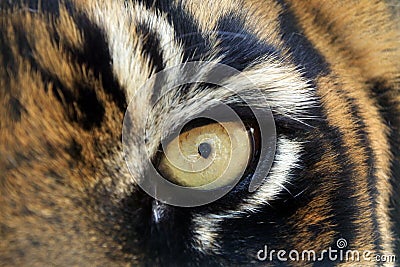 Bengal tigers animal eye looking at camera Stock Photo