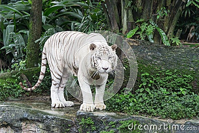 Bengal White Tiger Stock Photo