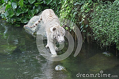 Bengal White Tiger Stock Photo