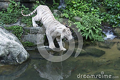 Bengal White Tiger Stock Photo