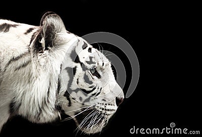 Bengal white tiger. Stock Photo