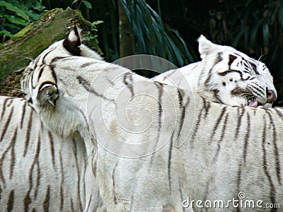 Bengal white tigers Stock Photo